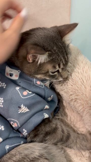 Милый котик 🐱