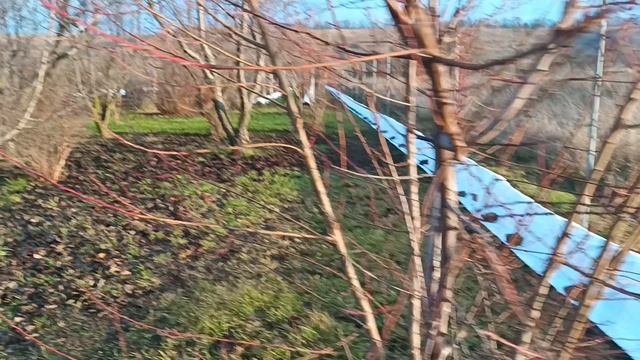 5 декабря на винограднике в Першино