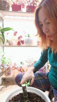 Шинкуем ствол диффенбахии как огурец 🥒 😱