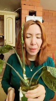 Что делать с макушкой диффенбахии дальше?