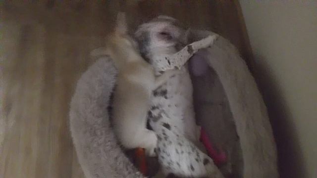 как лиса деню убила 🤣🤣🤣🤣