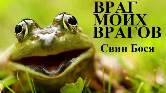 Свин Бося . Враг моих Врагов