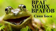Свин Бося . Враг моих Врагов
