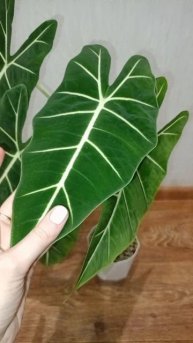 Алоказия Мишольца🌿
Моя бархатная красавица💚