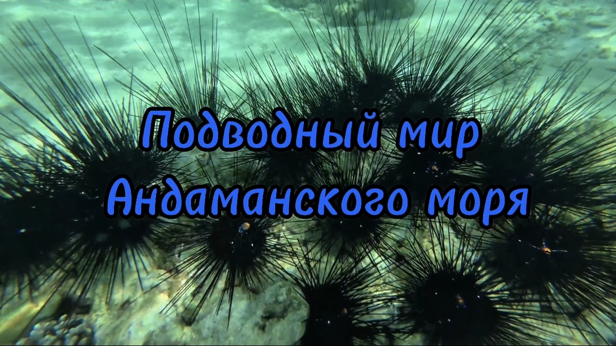 Пхукет, подводный мир Андаманского моря, Banana Beach (Koh Hey)บานาน่าบีช (เกาะเฮ).
