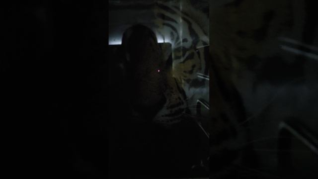 Нечто глубокое на фоне Тигра