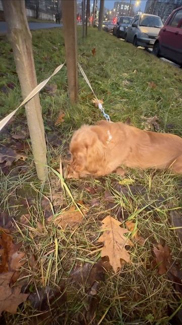 Спаниэль Хантер