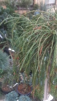 ❤🌲Туя Складчатая Випкорд на штамбе
✔Продажа растений в телеграм канале
https://t.me/love_is_hvoiny_