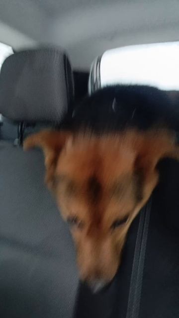 покатушки за лосем