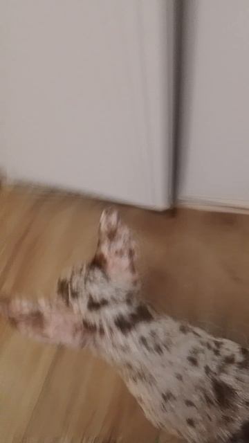 лиса и деня как всегда