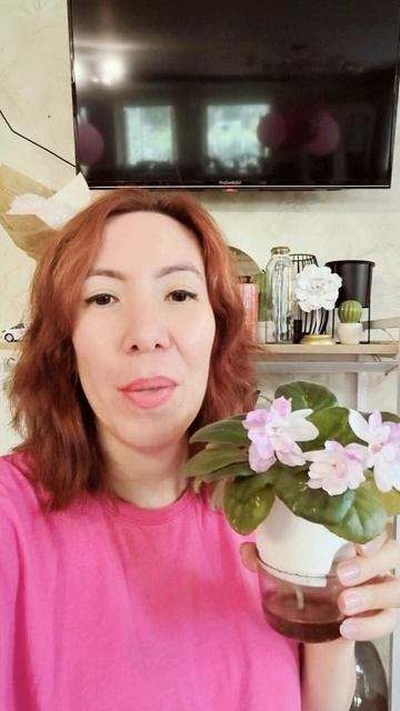 Почему ваша фиалка не цветёт?