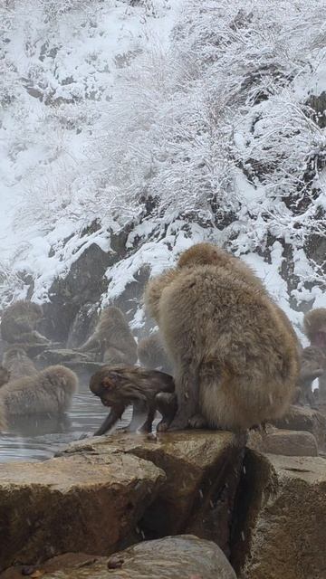 Снежные обезьяны в термальных источниках Нагано, Япония