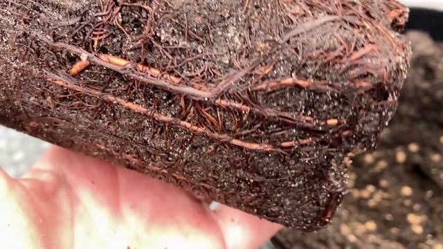 Морозостойкий виноград для Подмосковья. Какие сорта выбрать, когда и как посадить