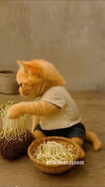 Прикольное видео с приключениями котиков Поддержите лайком и подпиской 🙏