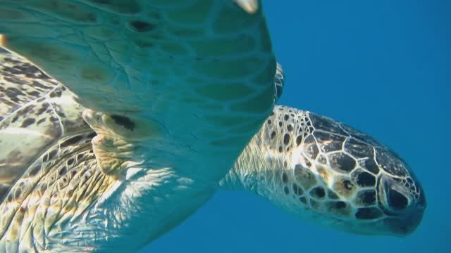 Зеленая черепаха. Красавец джентельмен😎. Красное море. Марса-Алам. Бухта Абудабаб. Август 2025.