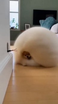 VID-20251205-WA0072.mp4