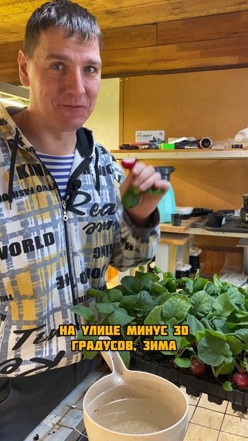 Пробуем домашний редис