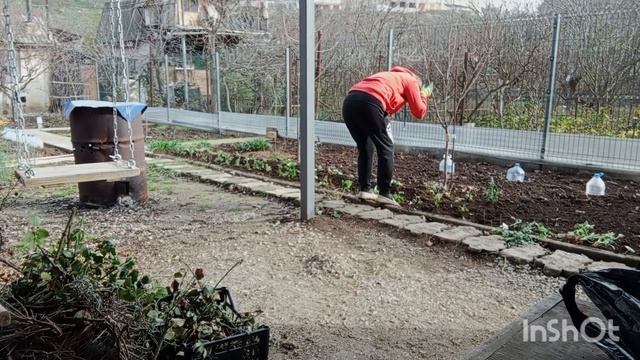 ✅ХРИЗАНТЕМЫ. ВТОРОЙ ДЕНЬ ВЫСАДКИ ЧЕРЕНКОВ.05.12.25