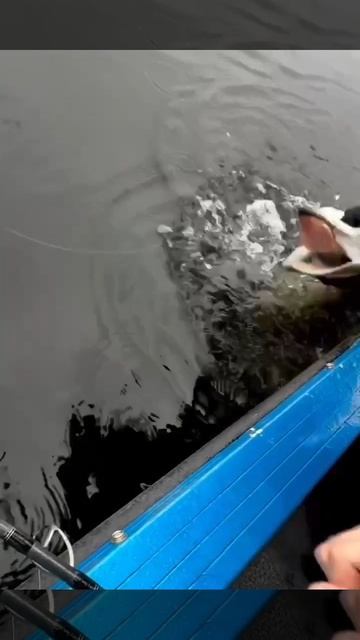 Поймали огромную зубастую щуку монстра и счастливы!.