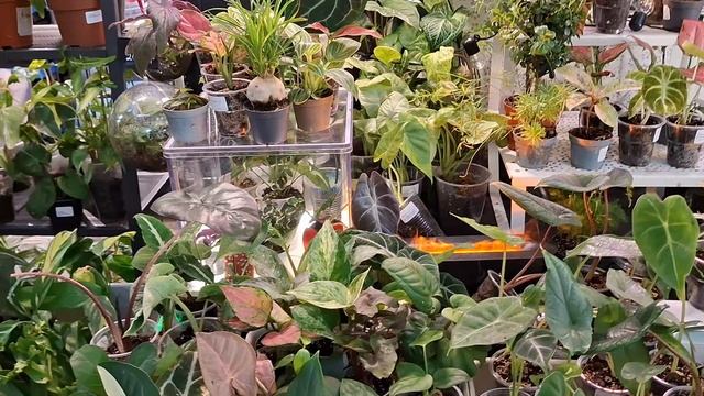 Выставка цветов, покупки.