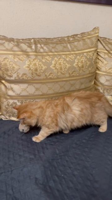 Котик бесится.