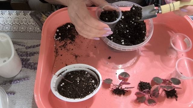 Камнеломка, отсадка деток