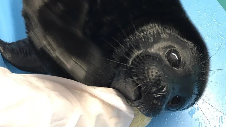 Жизнь Крошика с первого дня пребывания в центре реабилитации!!!