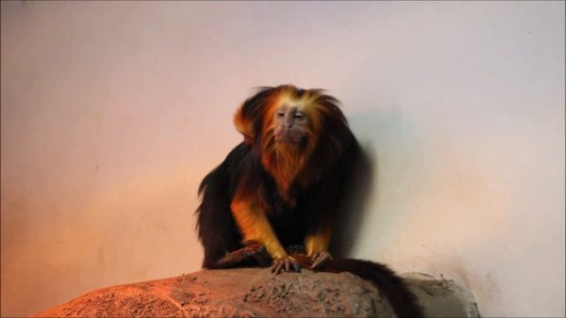 У золотистоголовых тамаринов родились малыши 04.12.2025