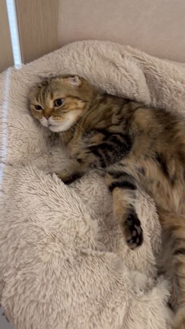 Милая шотландская вислоухая кошечка 🐱