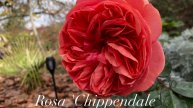 Уход за розой в первый год посадки и цветение Чиппендейл Rosa 'Chippendale'