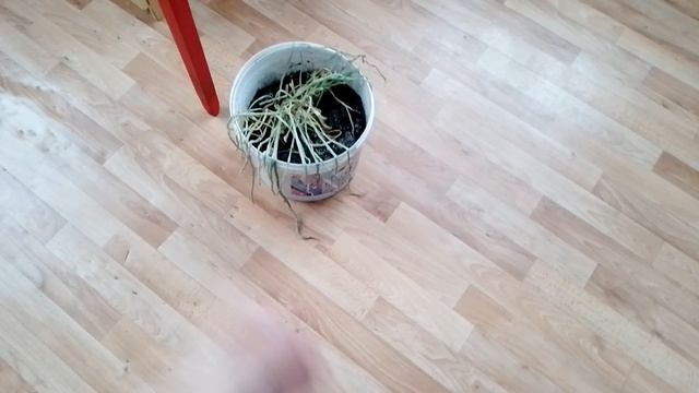 06-12-2025 Лук батун погиб