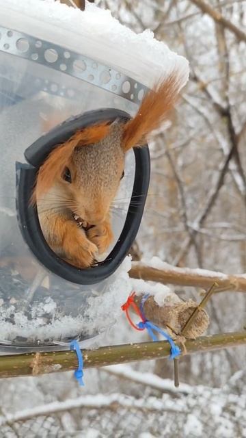 Уши! 😂 Ого сколько орешков!😍💕 #БелкиТВ#белки#белка#cute#funny#squirrel