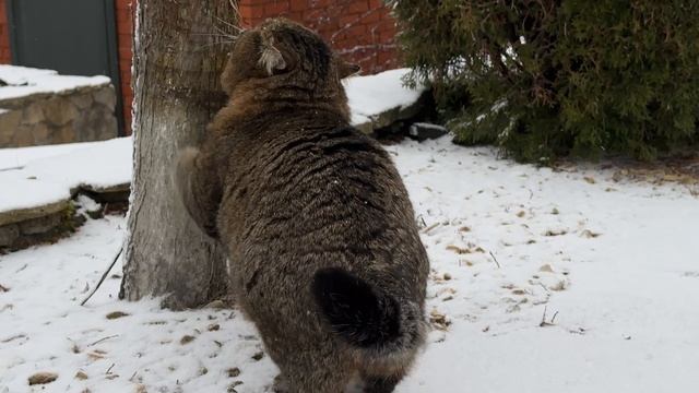ДНЕВНИК лесного кота Барсика: «Снег не трогать - это на Новый год!» - 6.12.2025