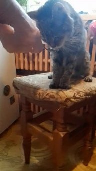 Алиса ест тесто!?😱