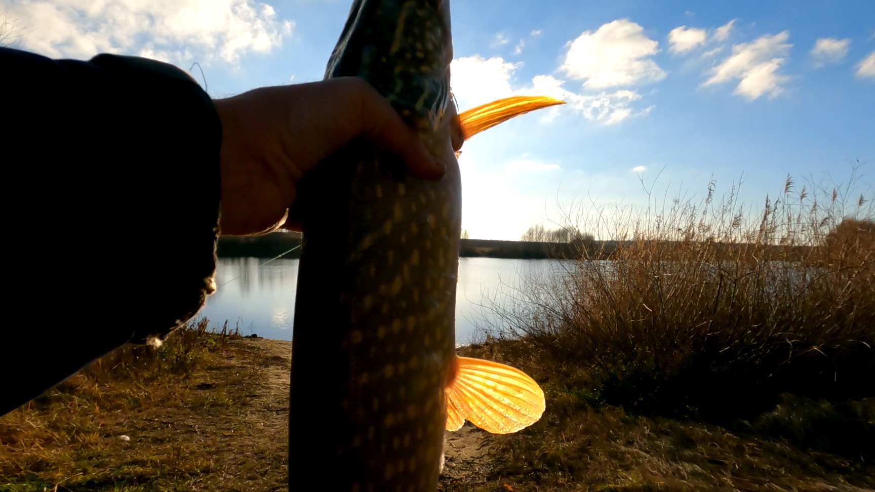 ЩУКА НЕ ПОМЕЩАЛАСЬ В САЧОК