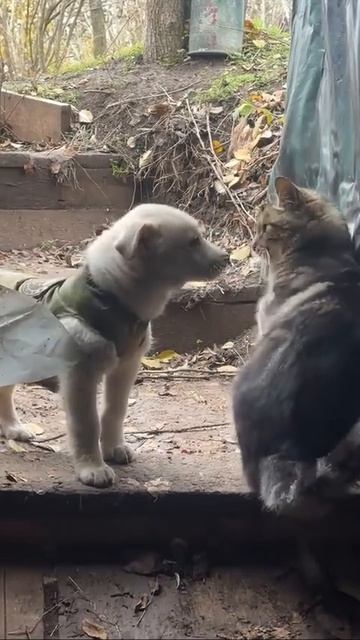 Фронтовые питомцы русских штурмовиков.