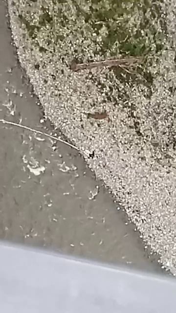 прыжок с моста Скайбридж