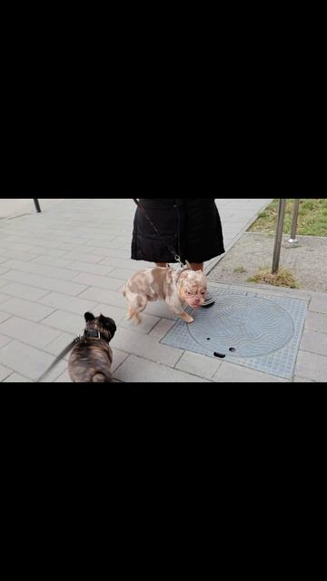 Краш и Американский Булли | Опасные Добрые Игры