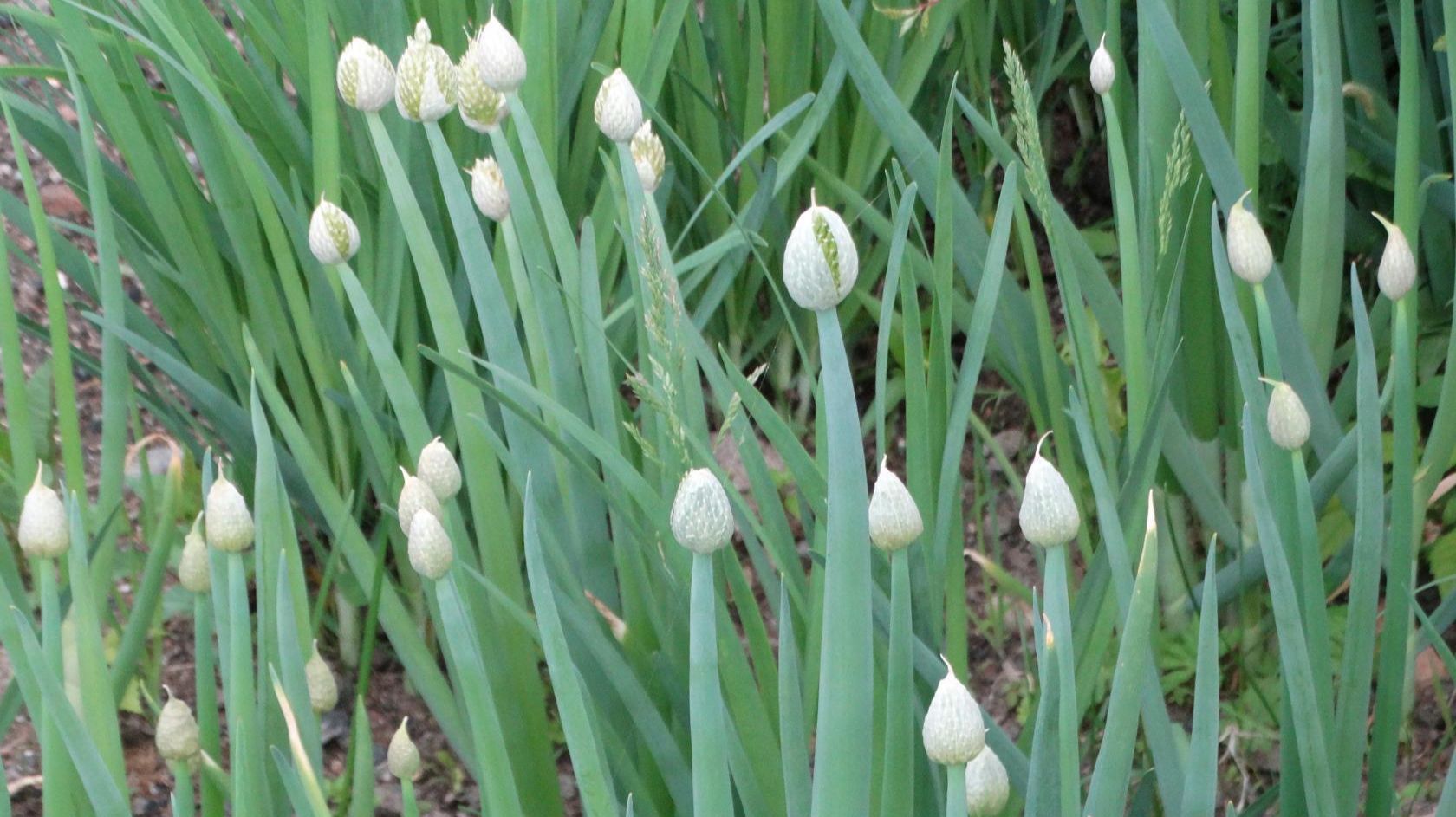 Многолетние луки. Часть 1