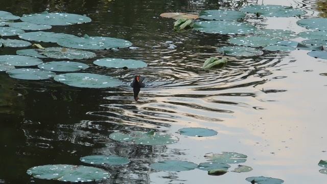 ВИДЕО ПВН ББ (565)