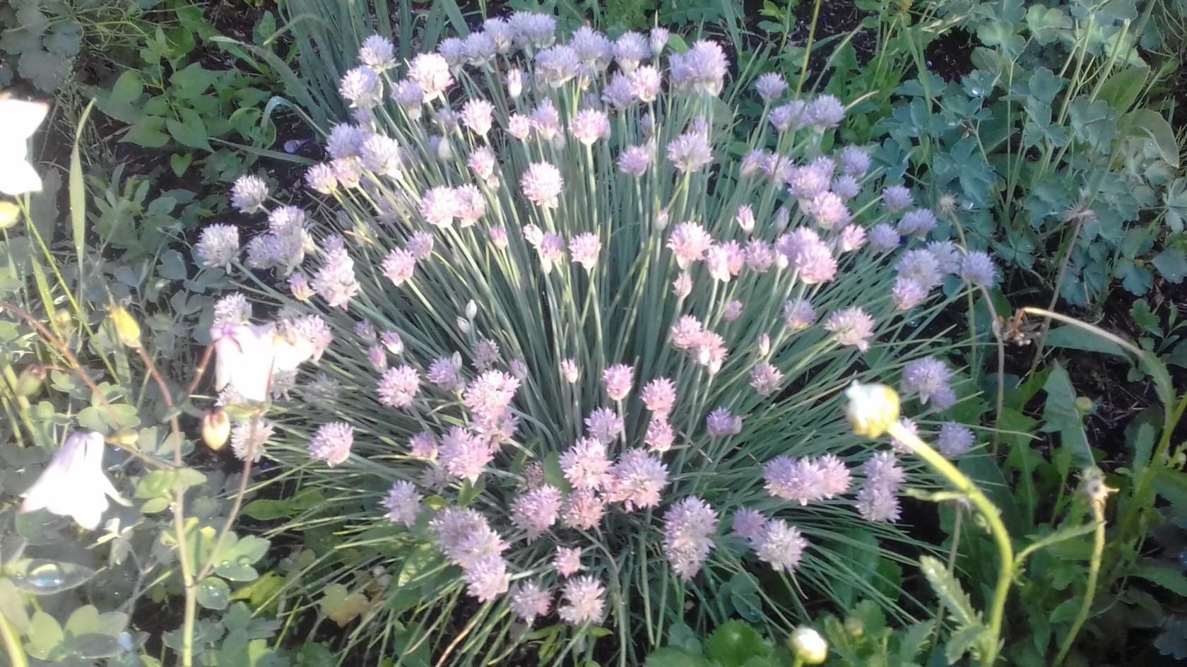 Многолетние луки. Часть 2