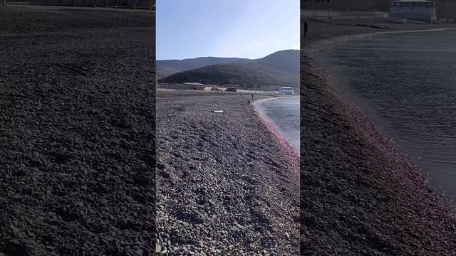 Репортаж от Светланы Тихоновны. Зимний пляж в Сукко 6 Декабря 2025 года