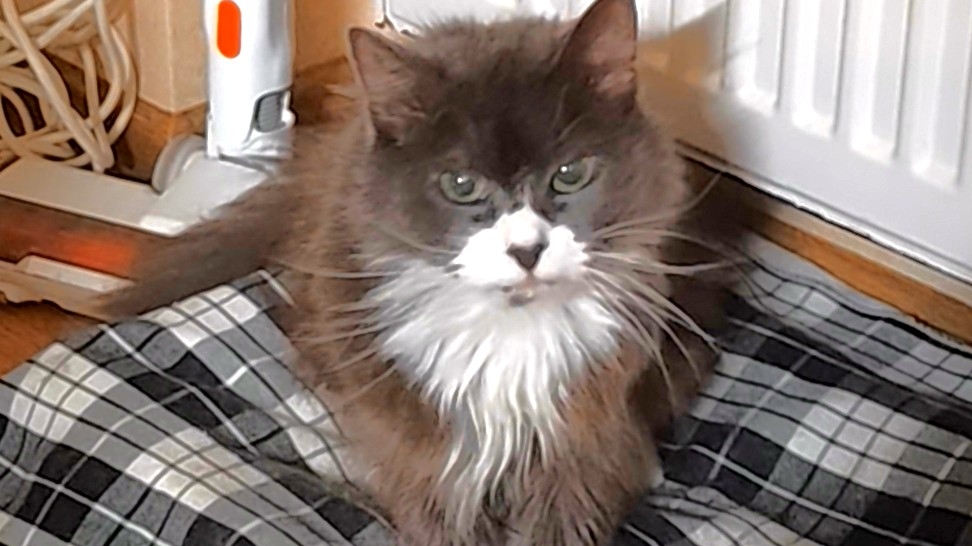 кашка-кошка