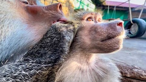 Елисей ТАК ЗАБОТИТЬСЯ О Люське, перебирает каждую волосинку, а мне СТАЛО ЖАЛЬ Лиду…