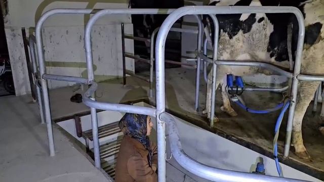 Исчезновение Гадира и детей. Тайяба в поисках своих детей.