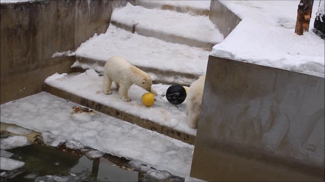 Медвежата Белка и Стрелка освобождают шары от льда 04.12.2025