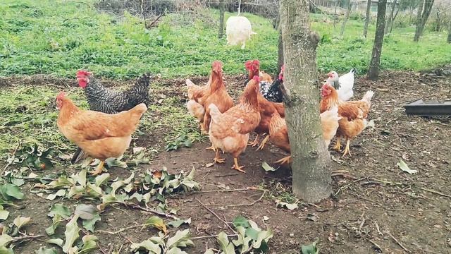 Ешь  худей берём пример с курочек девочки! Не подпрыгнешь не поешь 