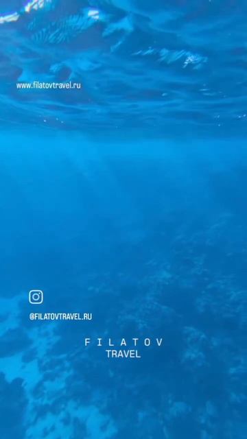 Кто живёт на дне Океана? 😁