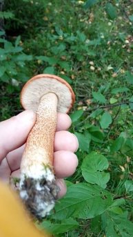 Подосиновик гриб и лиса в лесу 2025г