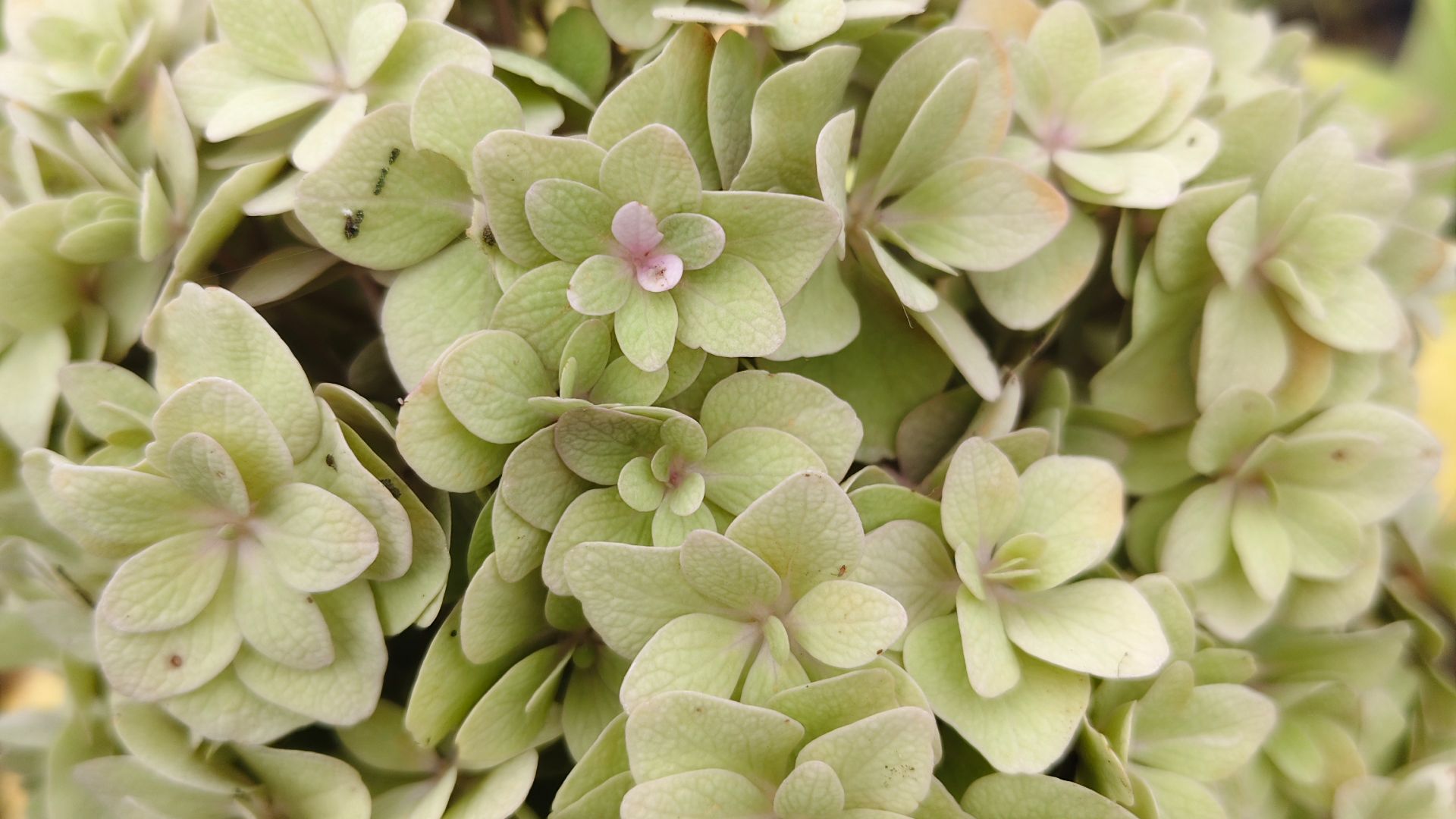 Мой способ зимовки крупнолистной гортензии #гортензии #зимовкагортензии #крупнолистныегортензии